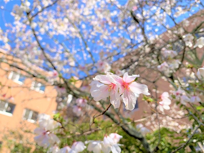 早咲きの桜