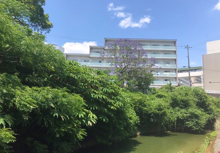 ジャカランダ ～三角公園～