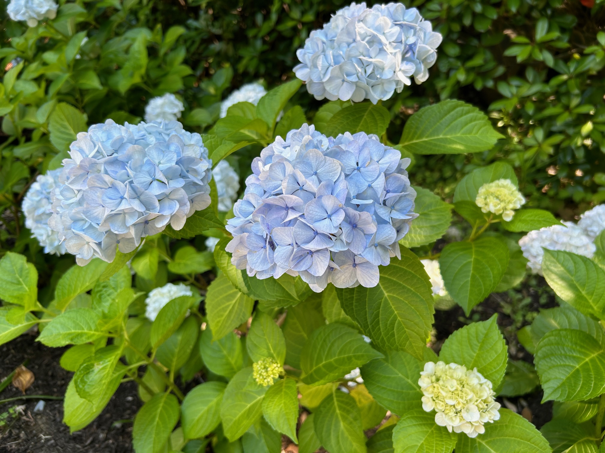 中庭のあじさい①
