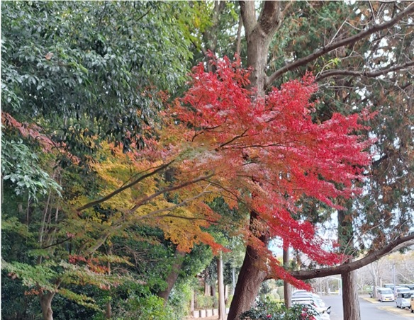 「紅葉終りて冬来る」