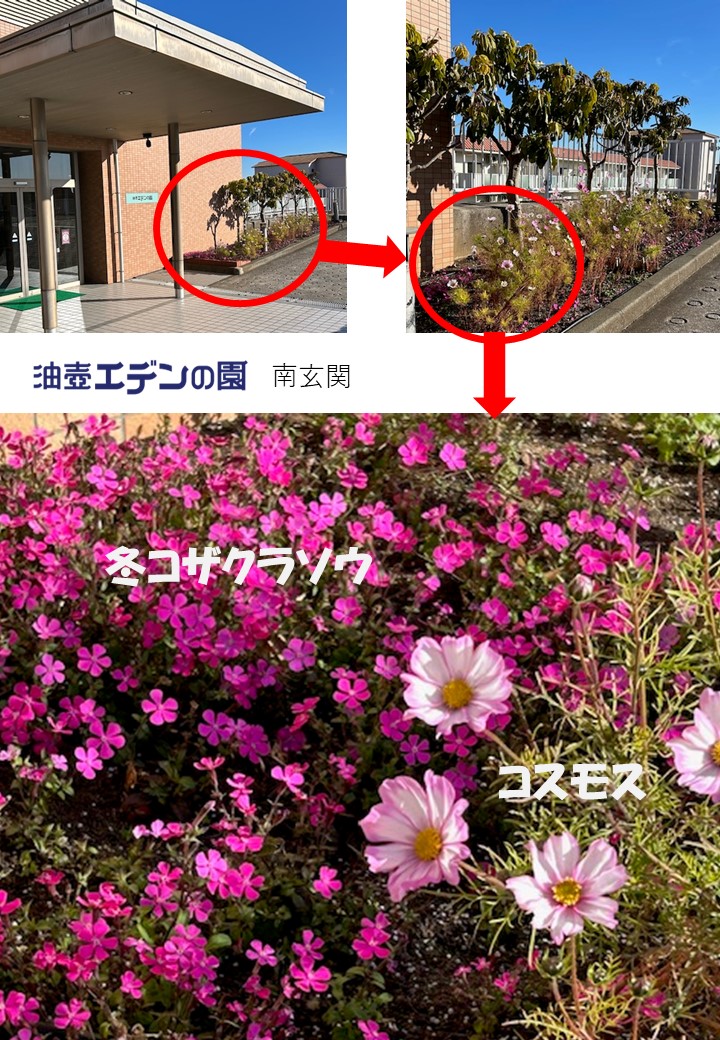 冬に咲くピンクの花