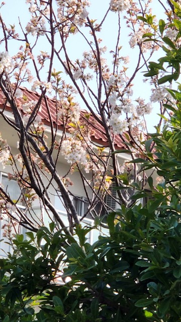桜、咲き始めました