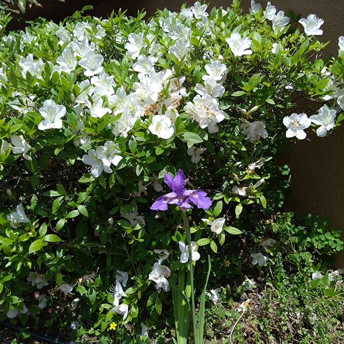 ツツジとアヤメ