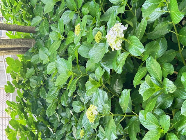 紫陽花、咲き始めました。