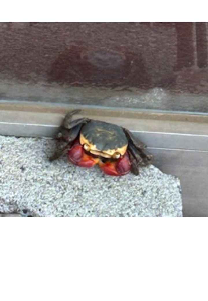 赤手ガニ？