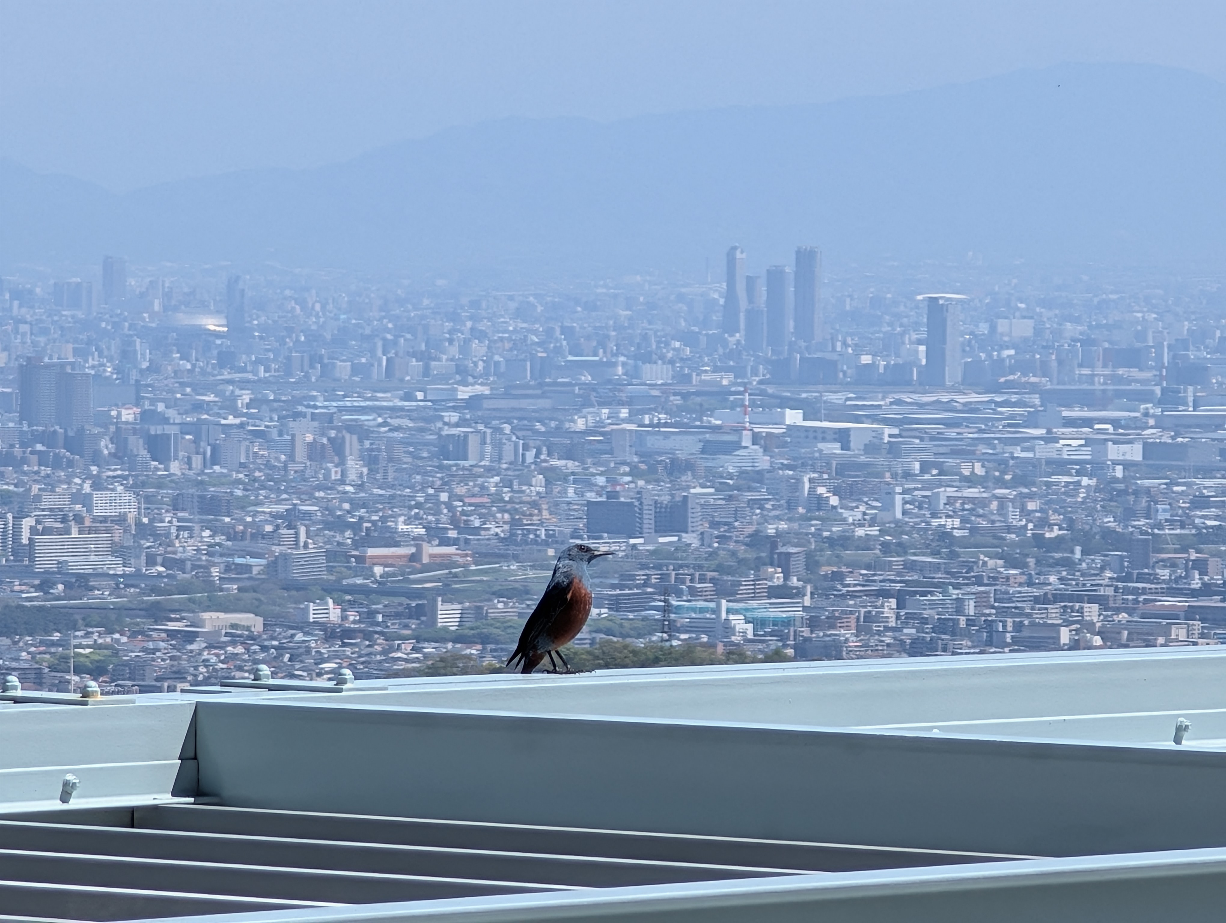 大阪の街並みを眺めながら羽休め～イソヒヨドリ～