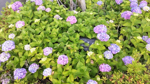 園内の紫陽花が咲き始めました♪