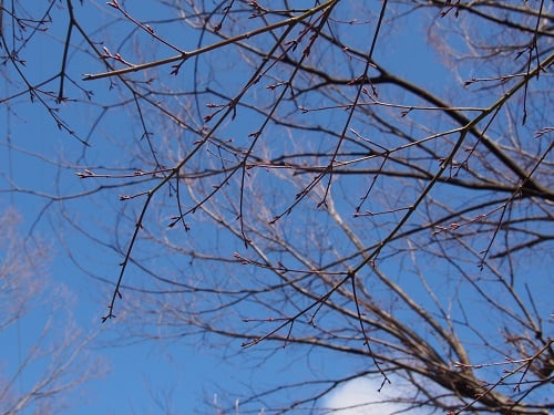 二番構公園の桜