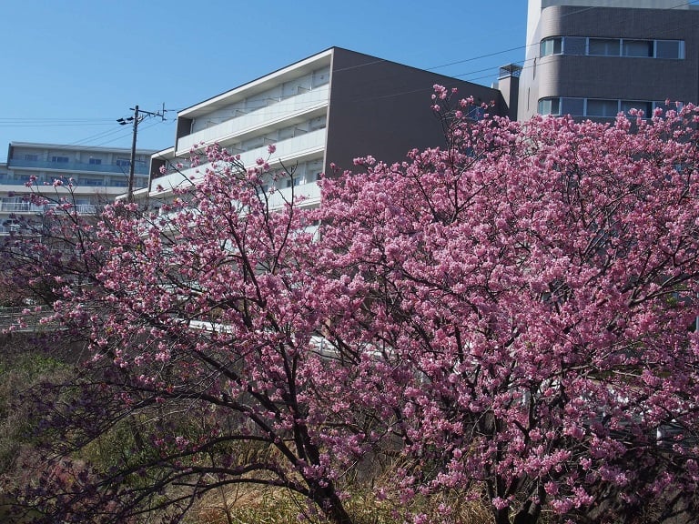 桜満開！