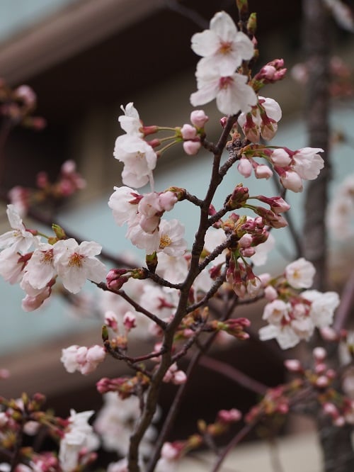 エデンの園中庭の桜