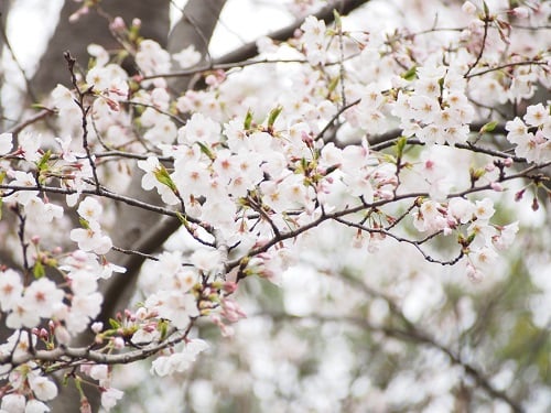 二番構公園の桜②