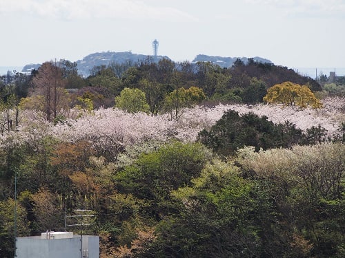 江ノ島と大庭城跡公園