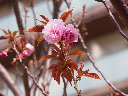 中庭の花桃