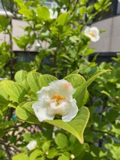 初夏。夏椿が咲きました。