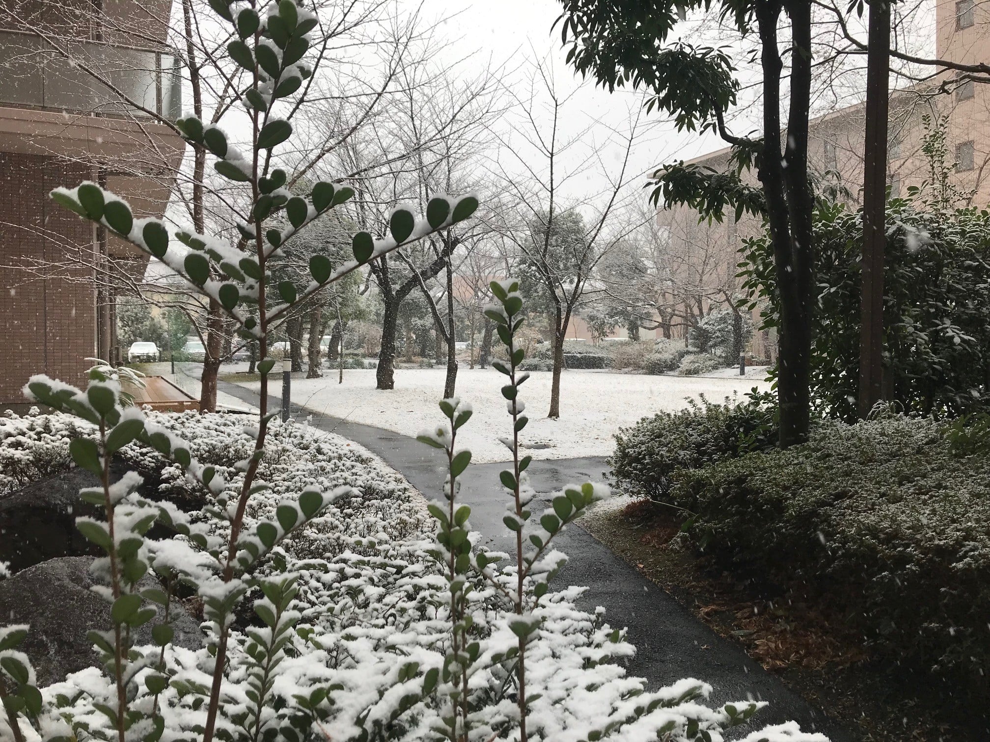 中庭も白く染まっていきます