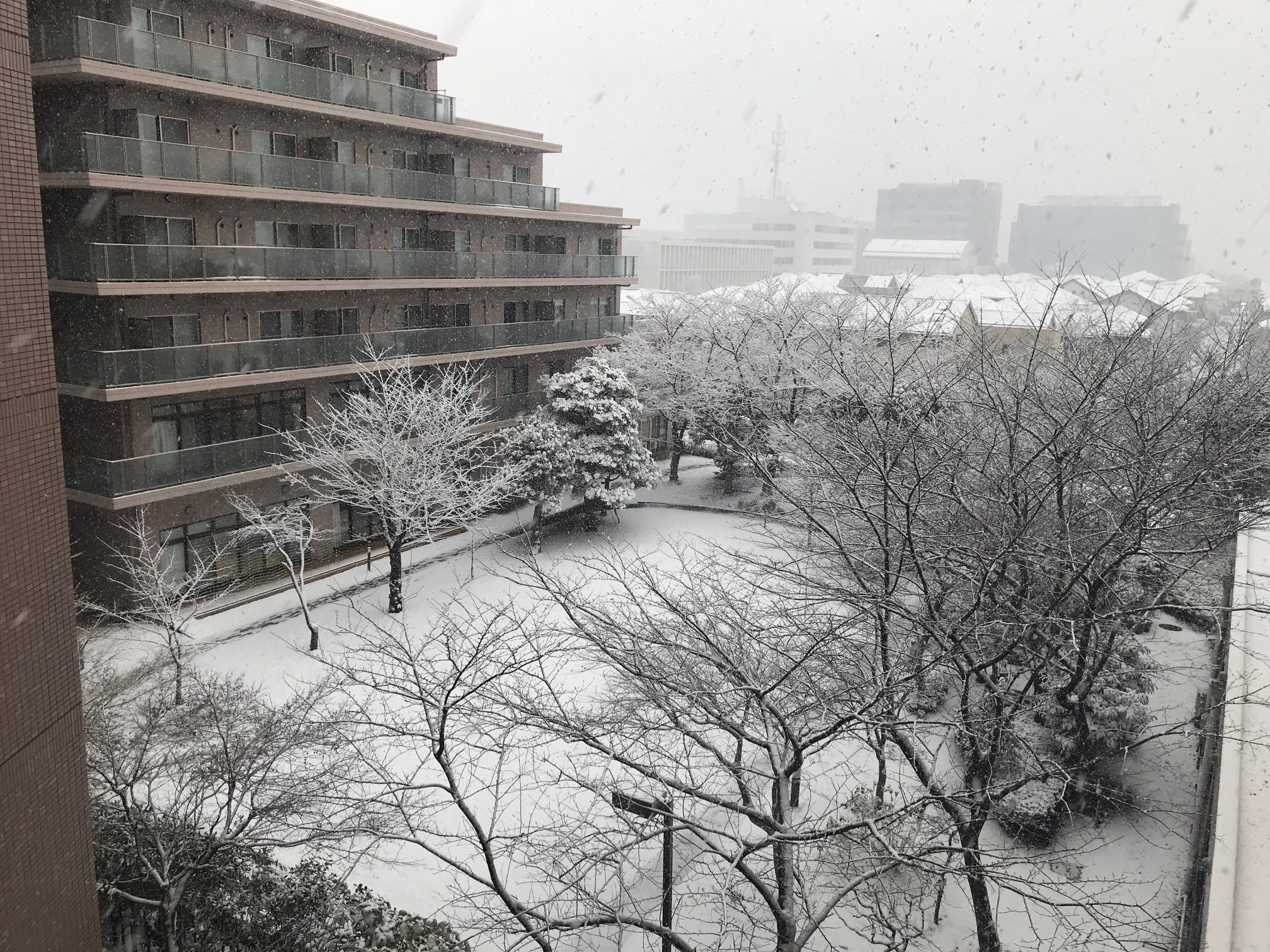 4階の内廊下から見た中庭