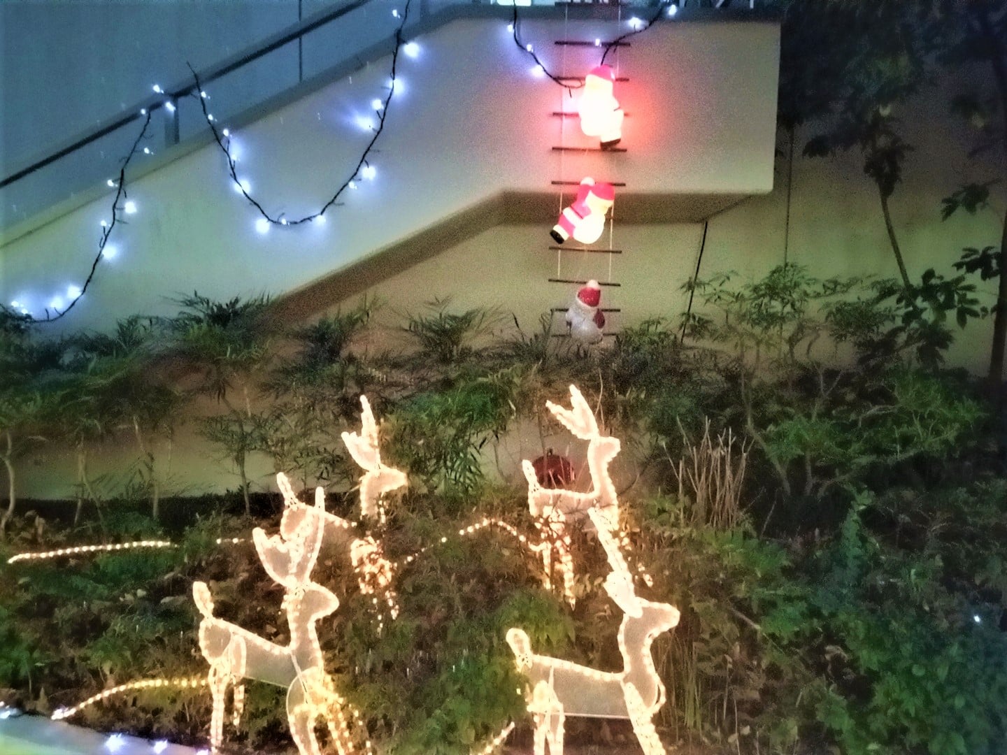サンタとトナカイが今年もやってきた！！