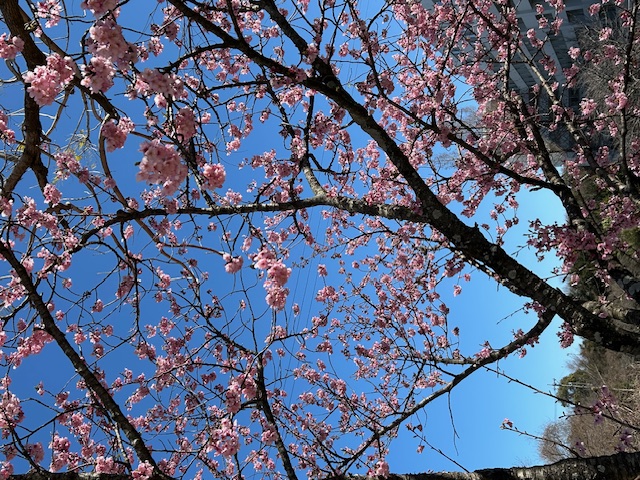 陽光桜（ようこうざくら）とは