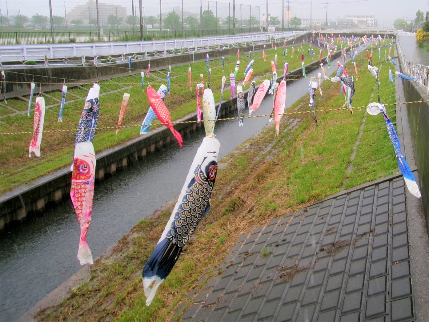 国分川のこいのぼり