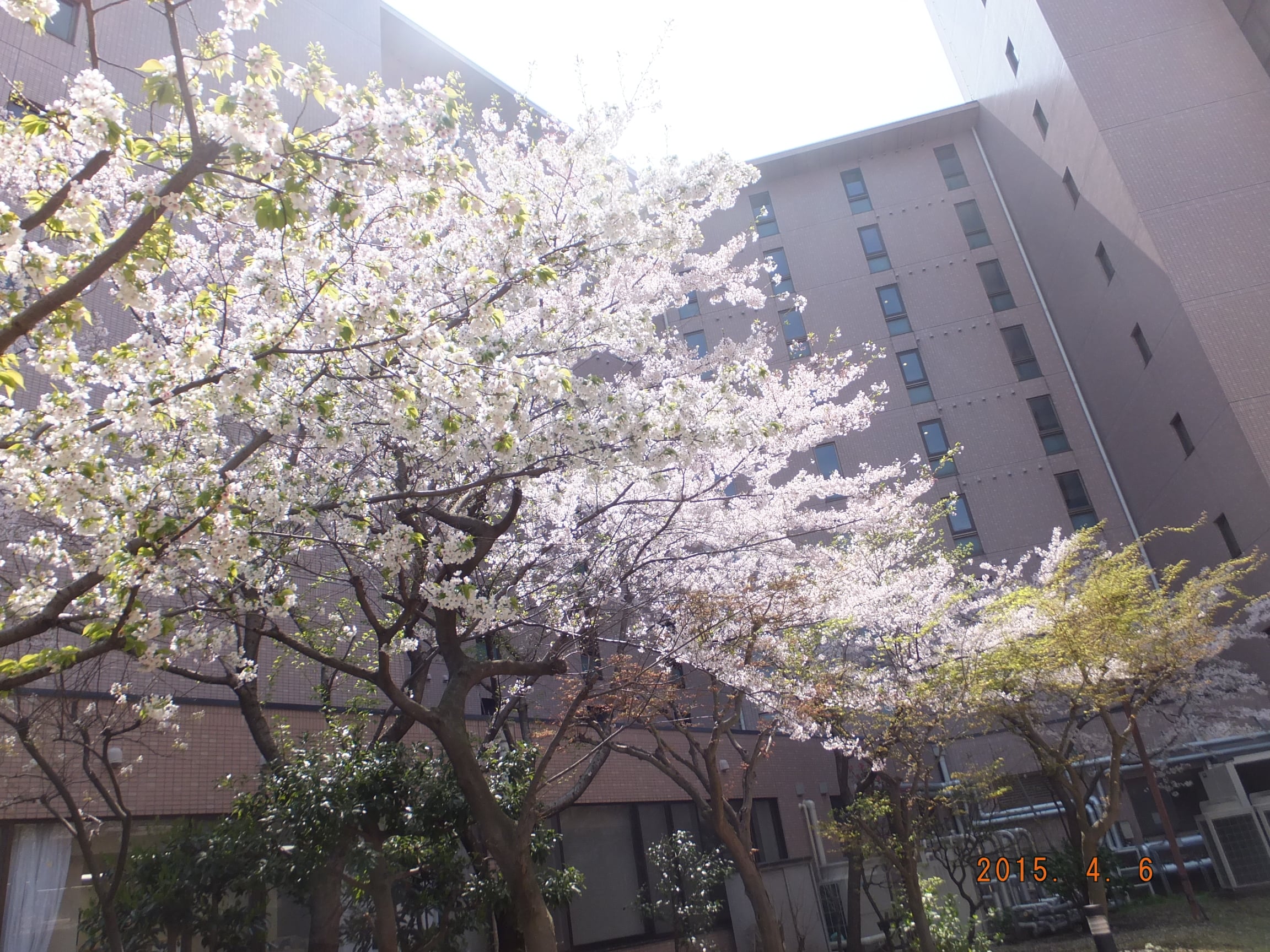 中庭の様子②