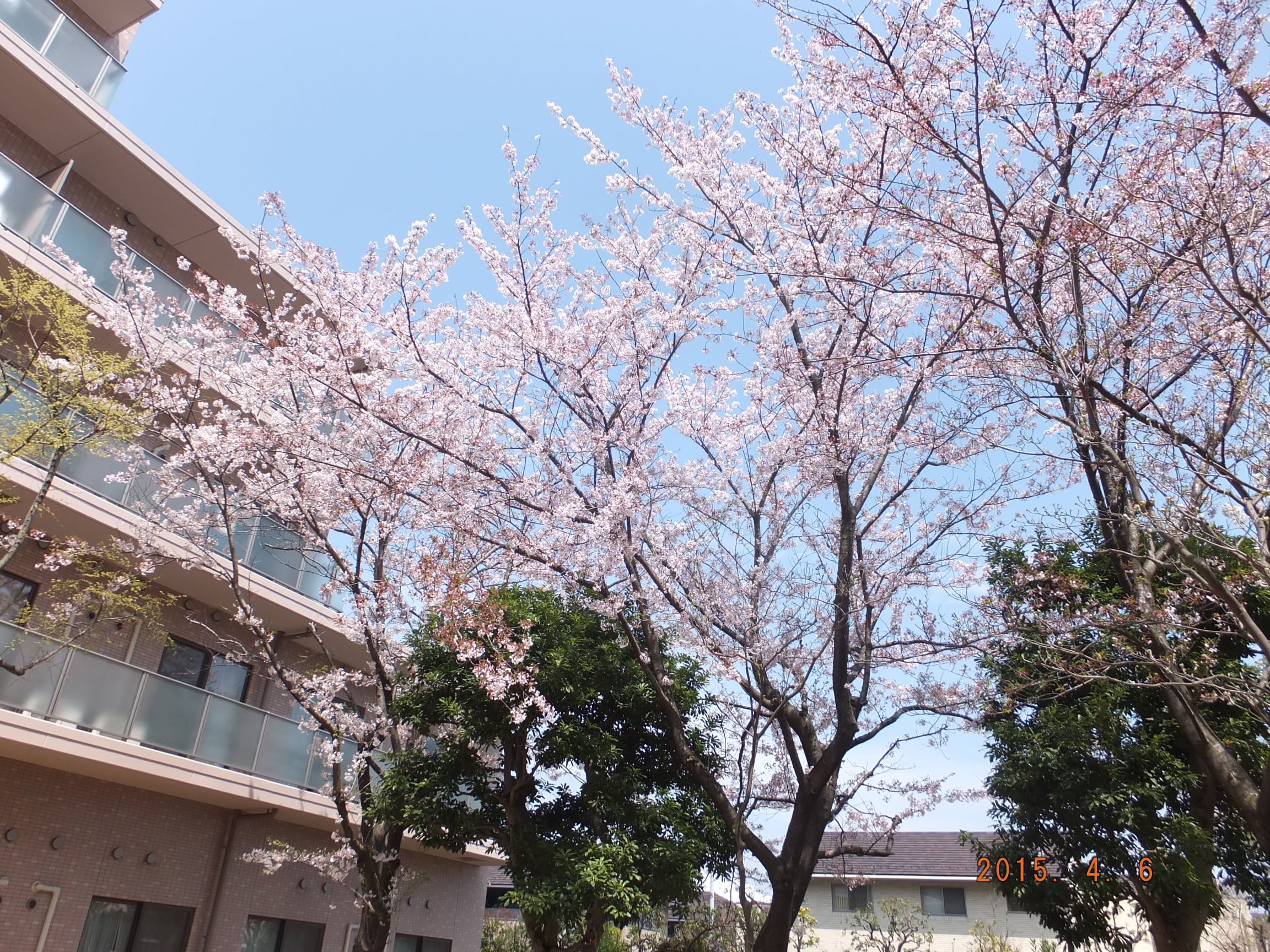 中庭の様子④