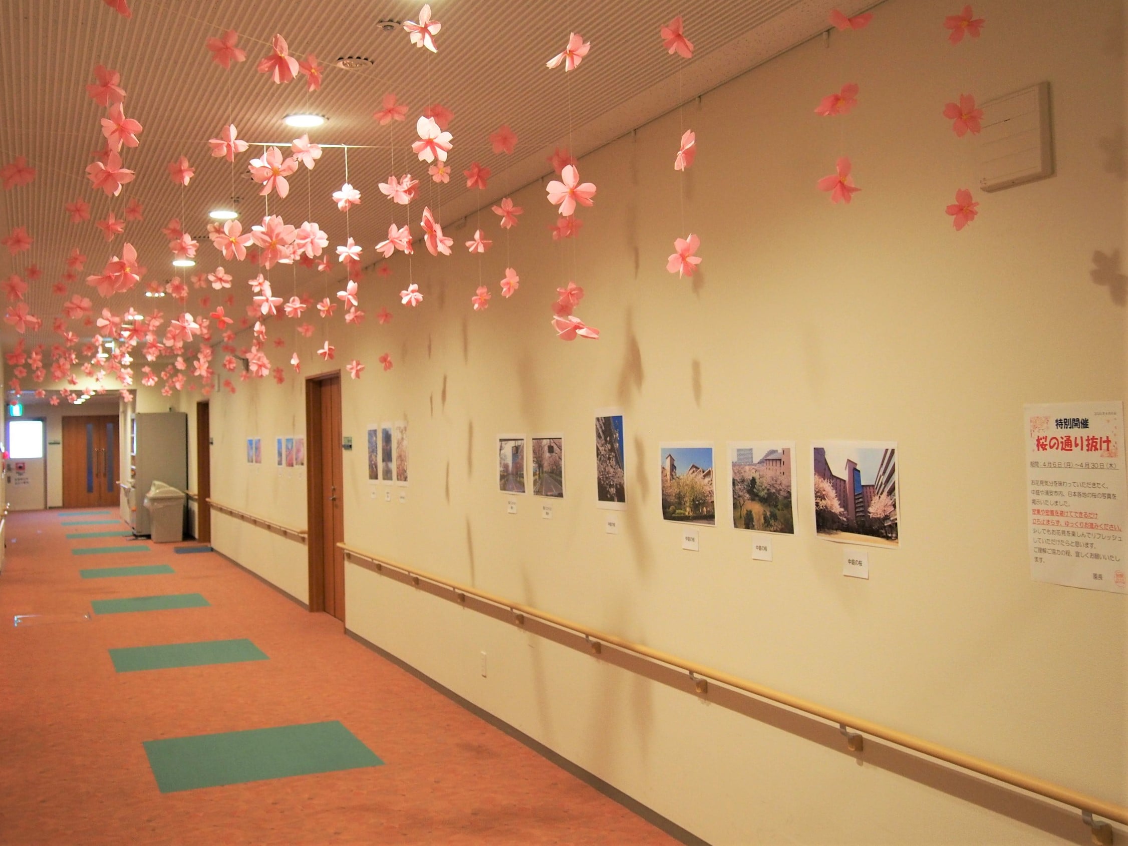 中庭の桜写真を展示