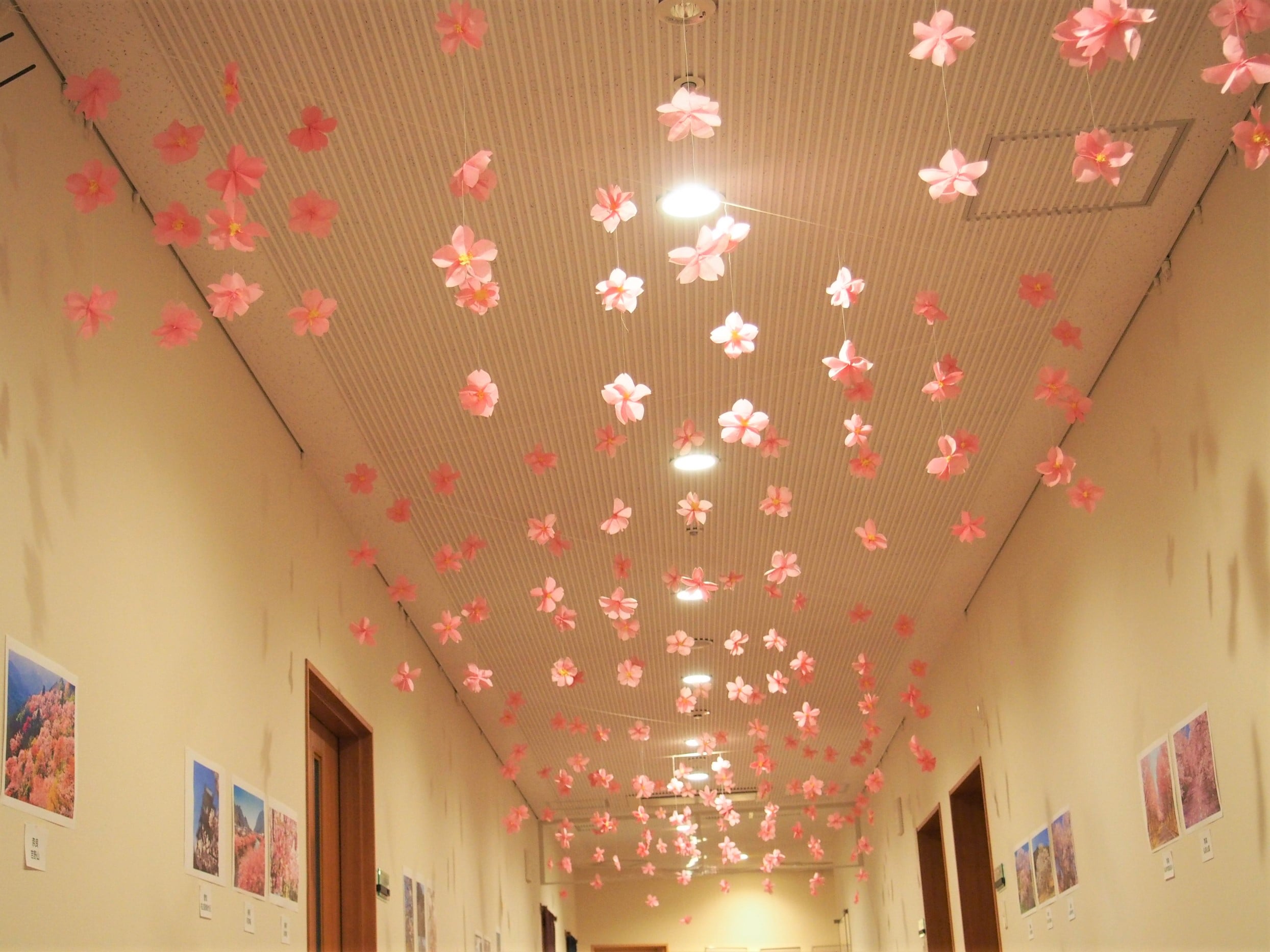 見上げると桜の花