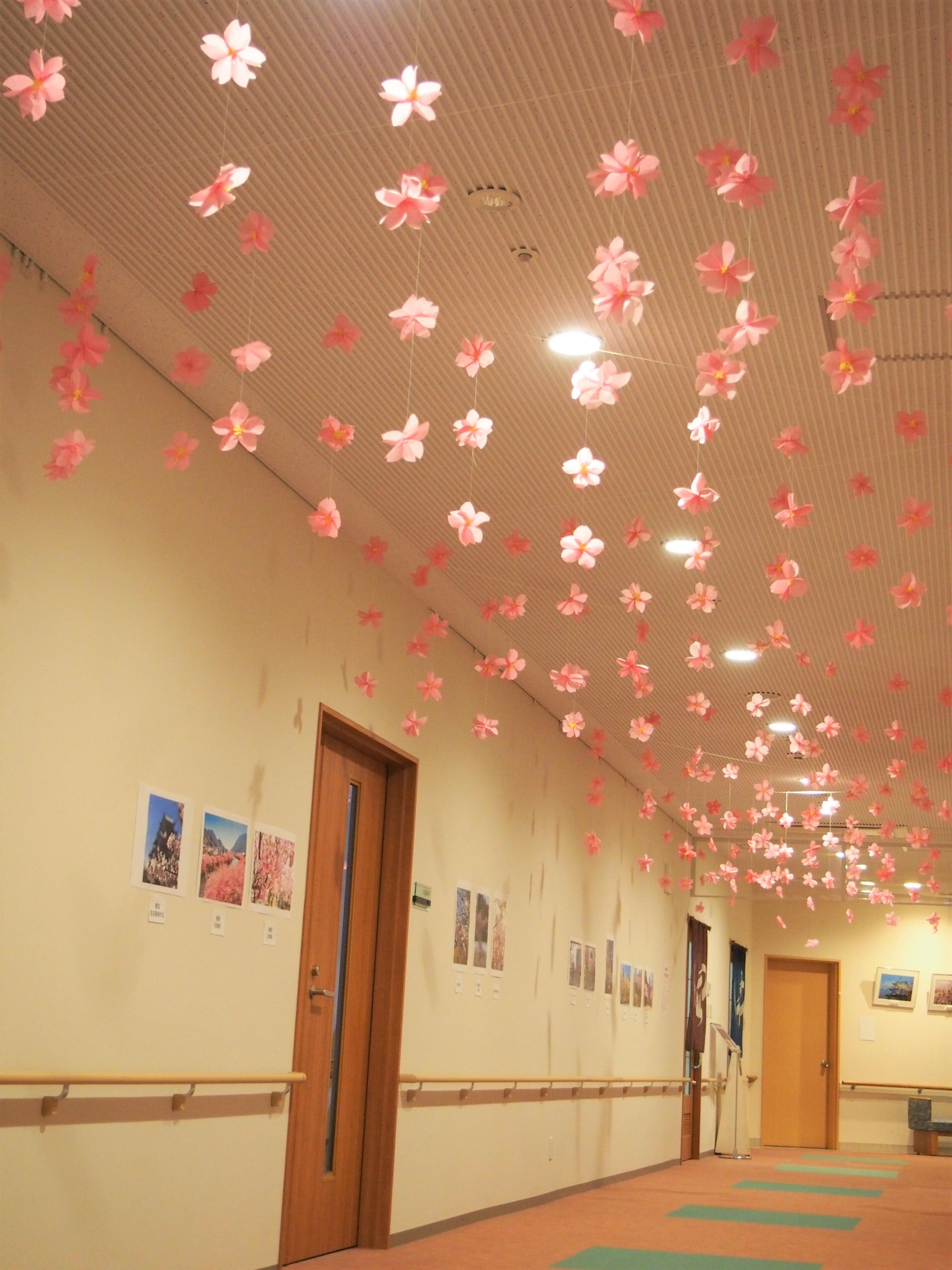 日本各地の桜の写真を展示