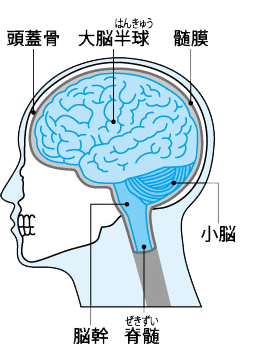 頭蓋骨内の構造イラスト