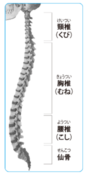 人間の背骨の名称説明イラスト