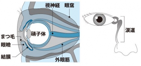 目の断面図イメージイラスト