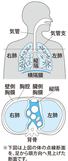 人間の臓器位置イメージイラスト