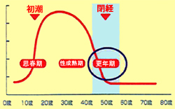 エストロゲン量の変化