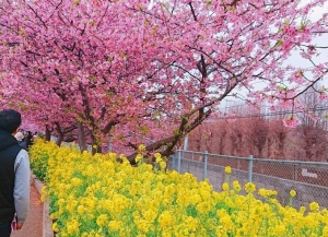 三浦桜まつり