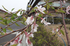 枝垂れ桜